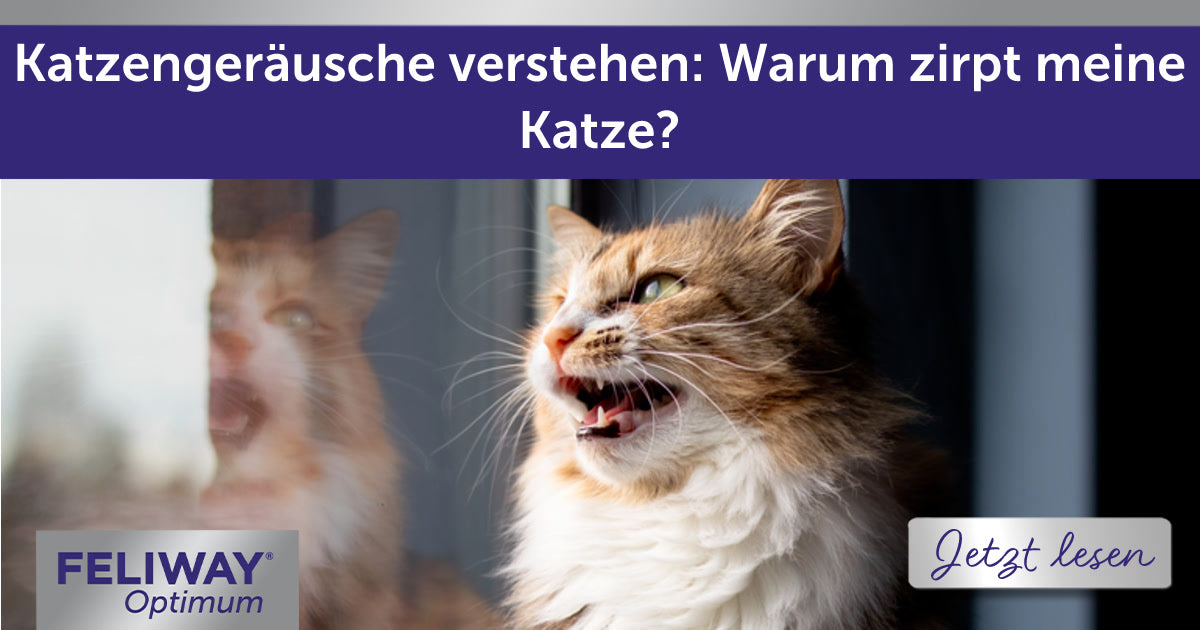 Katzengeräusche verstehen: Warum zirpt meine Katze?