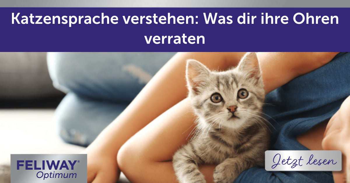 Katzensprache verstehen: Was dir ihre Ohren verraten