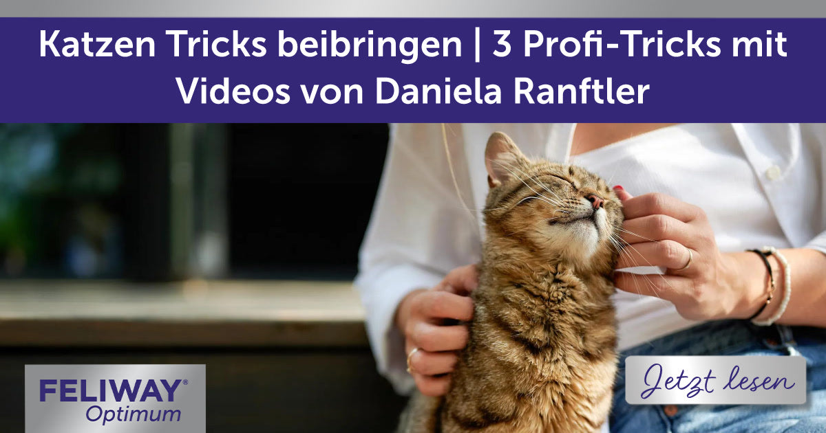 Katzen Tricks beibringen | 3 Profi-Tricks mit Videos von Daniela Ranftler