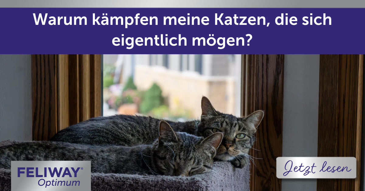 Warum kämpfen meine Katzen, die sich eigentlich mögen?