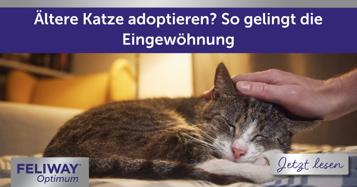 Ältere Katze adoptieren? So gelingt die Eingewöhnung