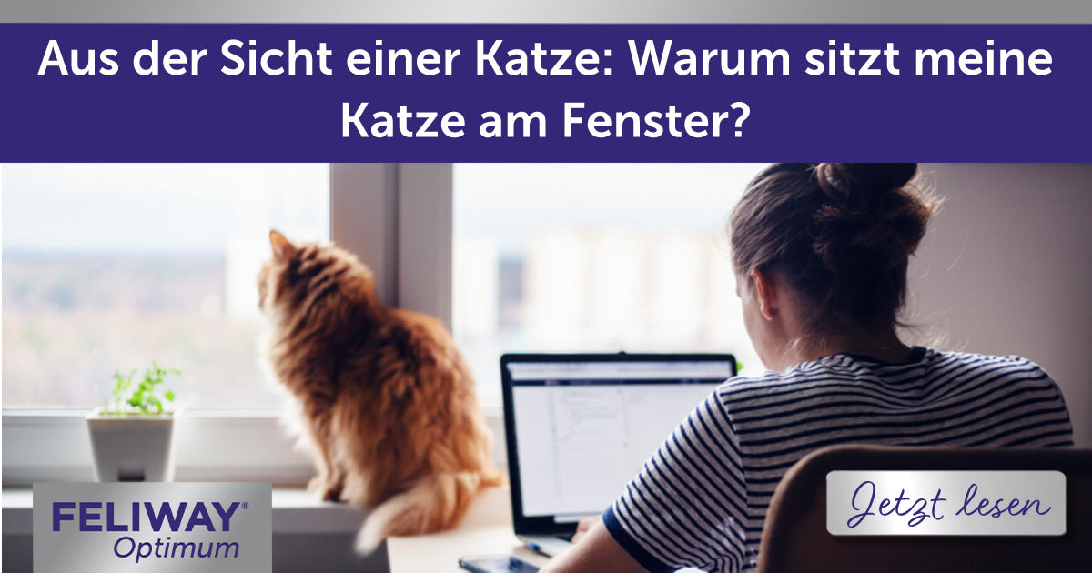 Aus der Sicht einer Katze: Warum sitzt meine Katze am Fenster?