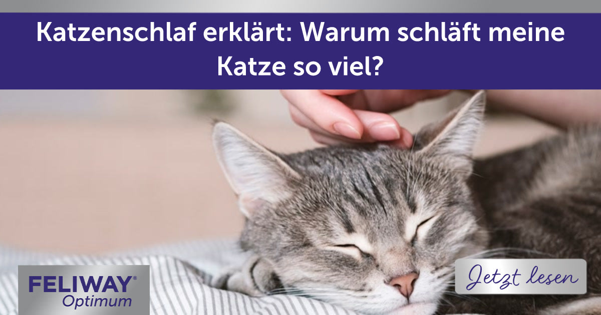 Katzenschlaf erklärt: Warum schläft meine Katze so viel?