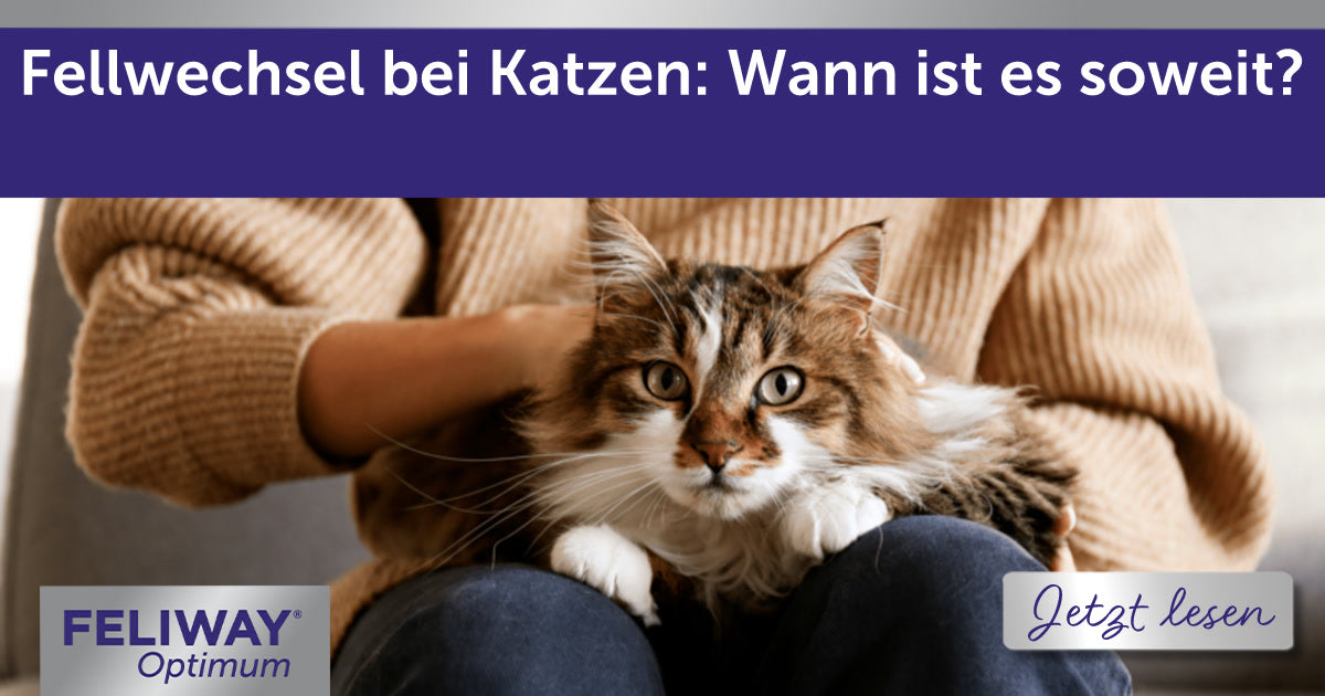 Fellwechsel bei Katzen: Wann ist es soweit?