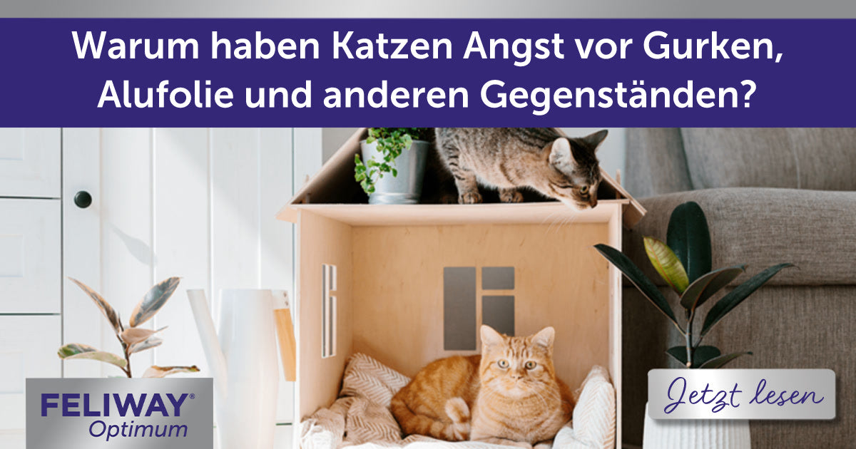 Warum haben Katzen Angst vor Gurken, Alufolie und anderen Gegenständen?
