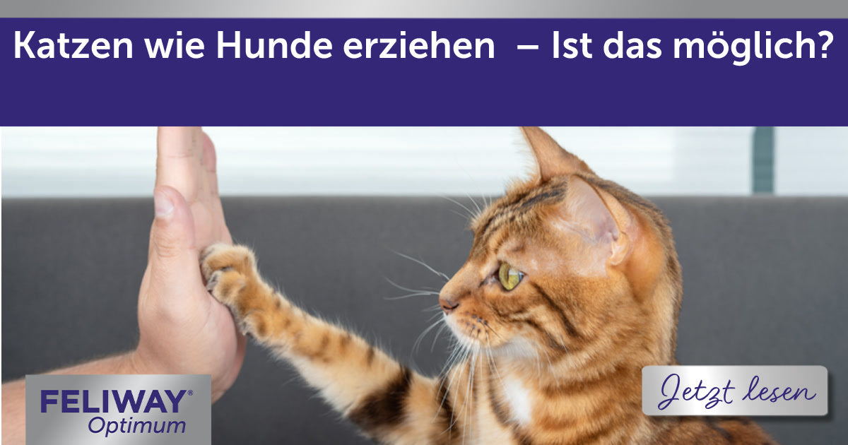 Katzen wie Hunde erziehen – Ist das möglich?