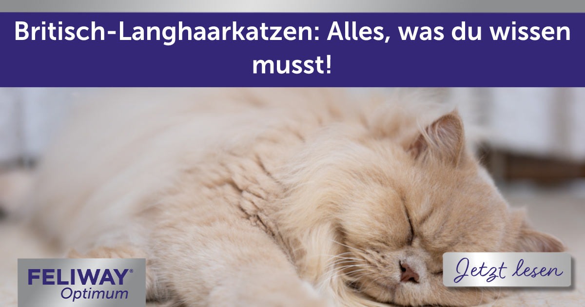 Britisch-Langhaarkatzen: Alles, was du wissen musst!