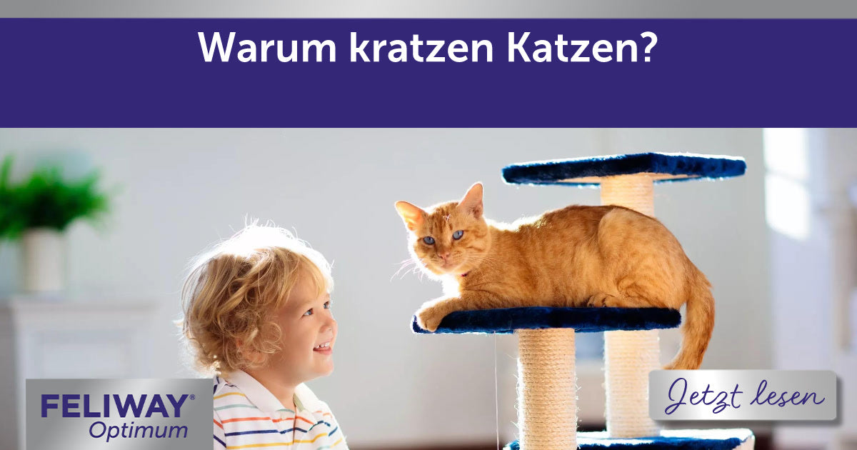 Warum kratzen Katzen?