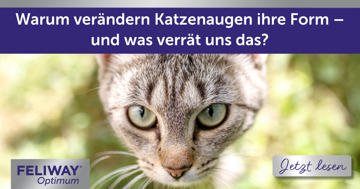 Warum verändern Katzenaugen ihre Form – und was verrät uns das?