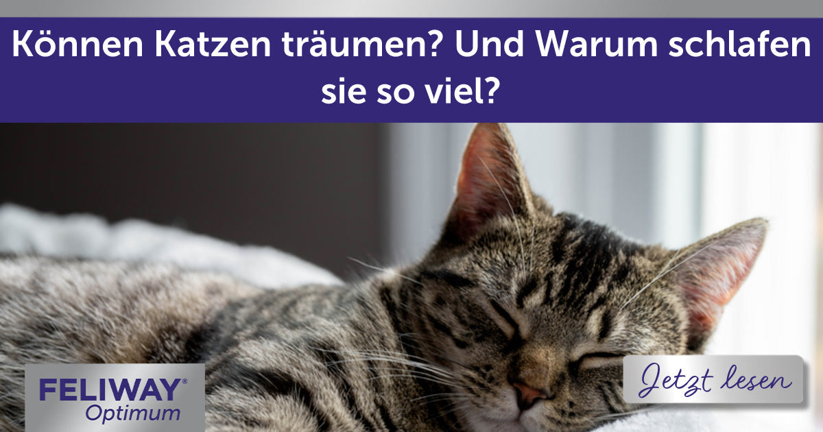 Können Katzen träumen? Und Warum schlafen sie so viel?