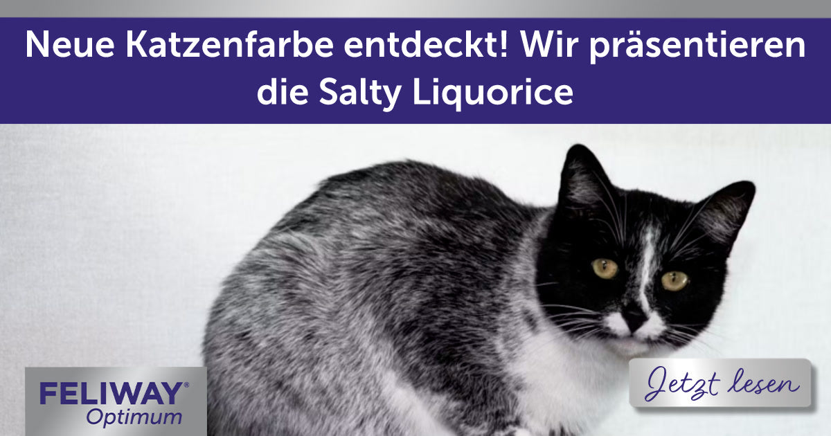 Neue Katzenfarbe entdeckt! Wir präsentieren die Salty Liquorice