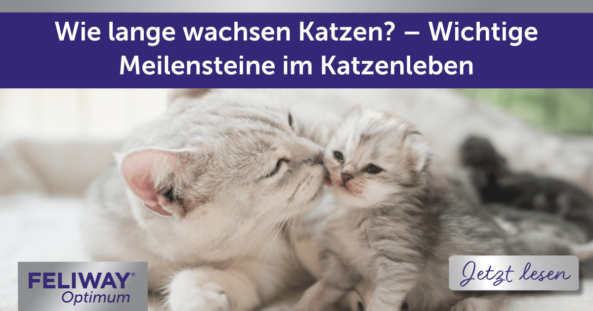 Wie lange wachsen Katzen? – Wichtige Meilensteine im Katzenleben
