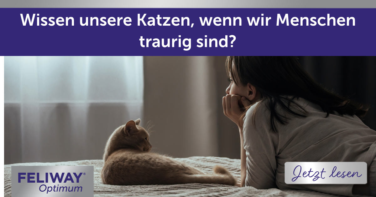 Wissen unsere Katzen, wenn wir Menschen traurig sind?