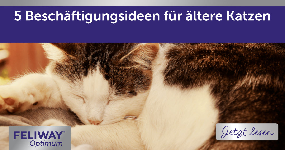 5 Beschäftigungsideen für ältere Katzen