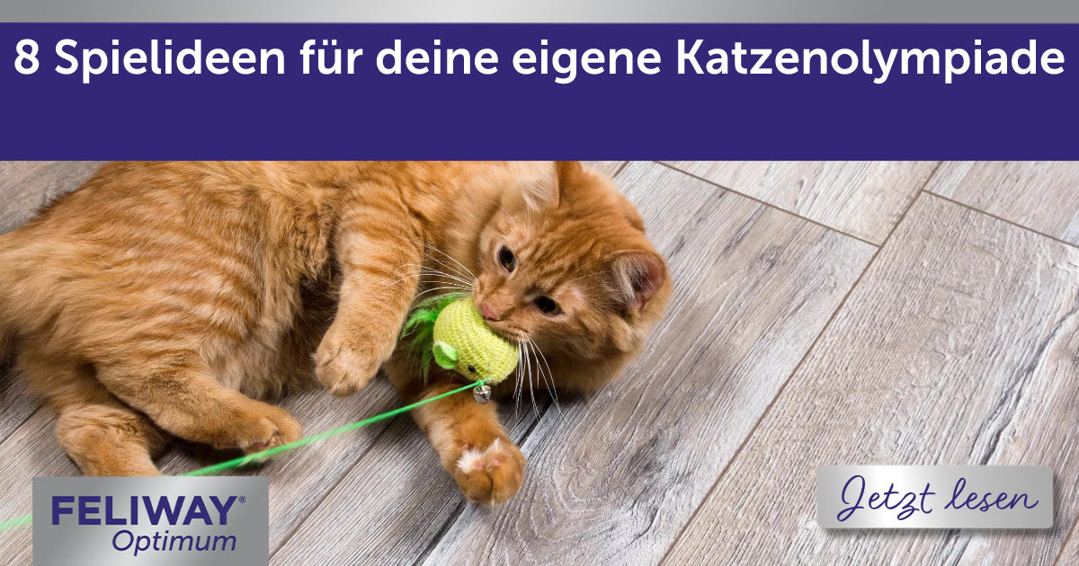 8 Spielideen für deine eigene Katzenolympiade