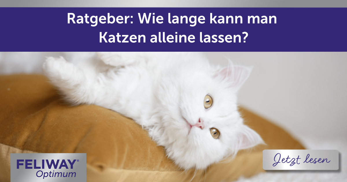 Ratgeber: Wie lange kann man Katzen alleine lassen?