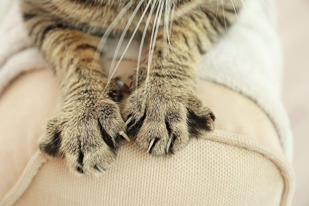 Katzen Krallen schneiden - Ja oder Nein? – FELIWAY für Katzen