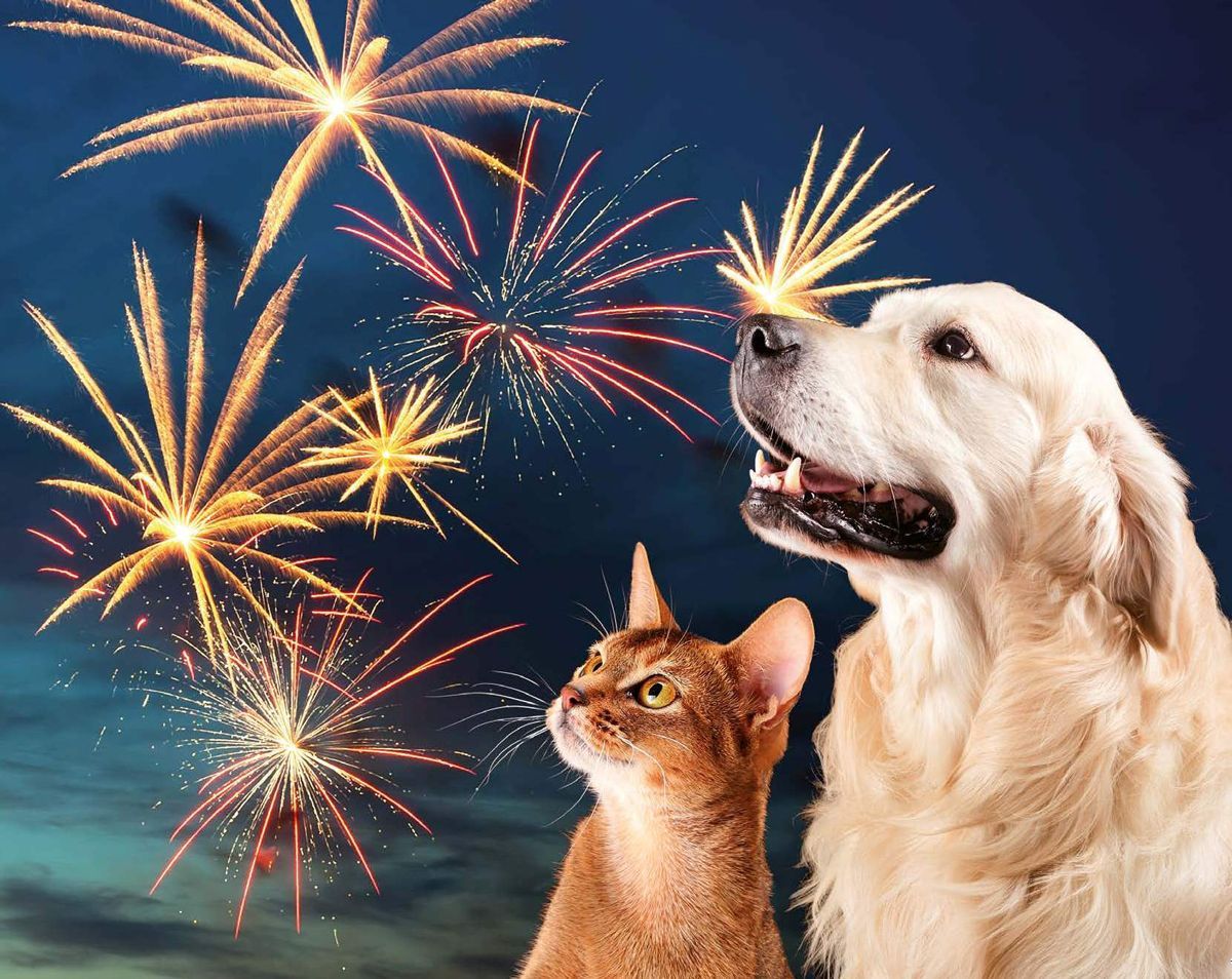 Angst vor Silvester: Tipps von unseren Tierärzten für entspannte Feiertage mit Hund und Katze