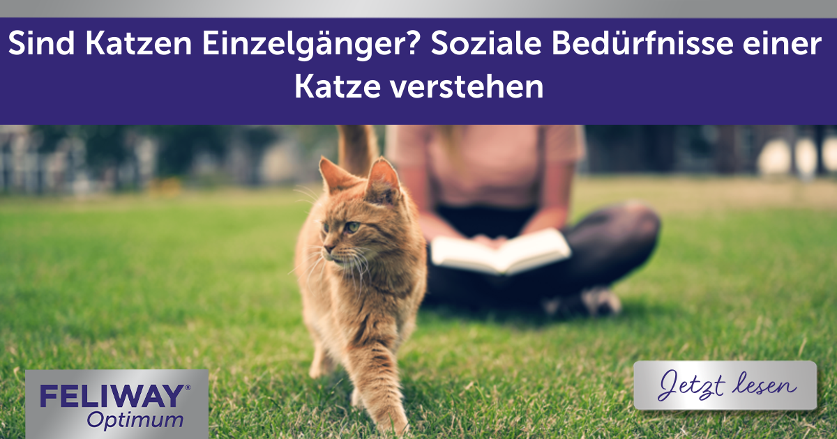 Sind Katzen Einzelgänger? Soziale Bedürfnisse einer Katze verstehen