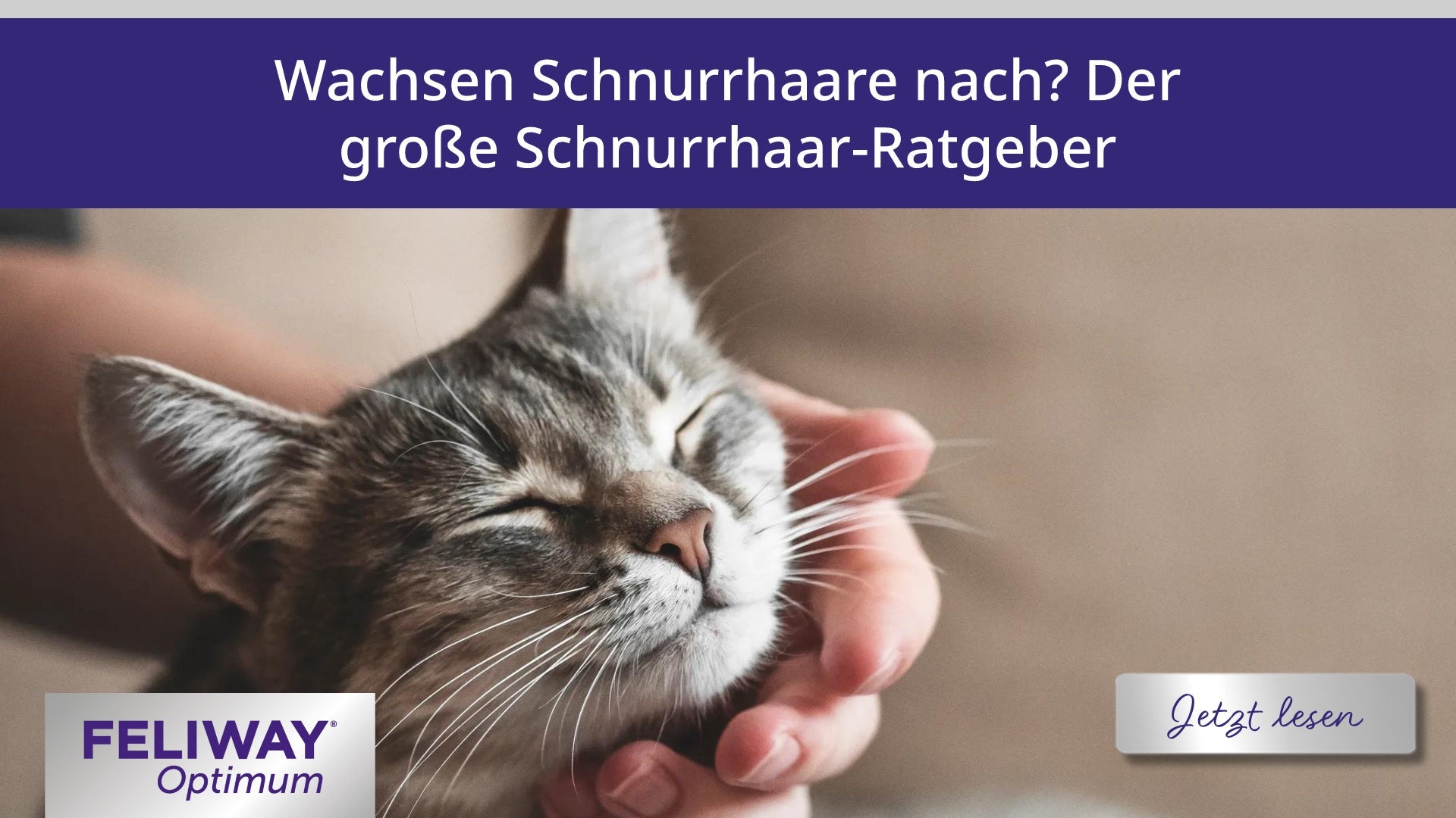 Wachsen Schnurrhaare nach? Der große Schnurrhaar-Ratgeber