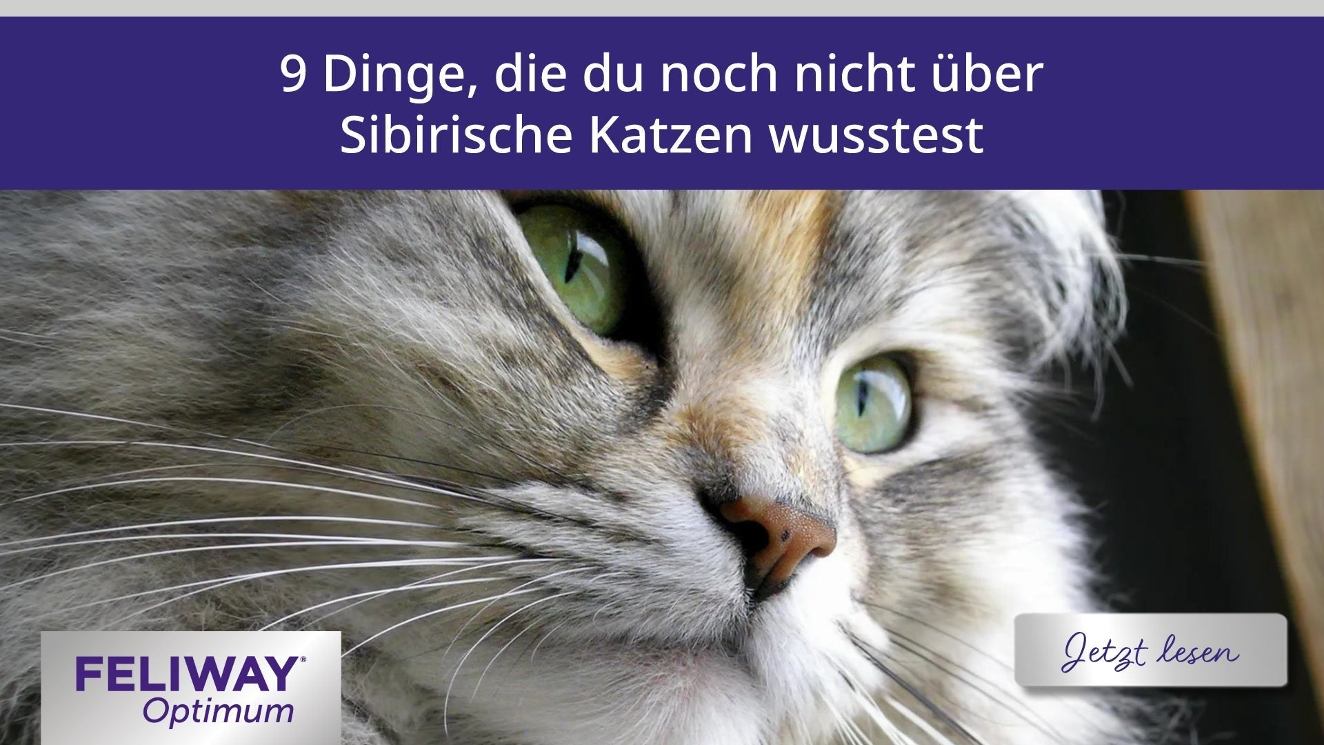 9 Dinge, die du noch nicht über Sibirische Katzen wusstest