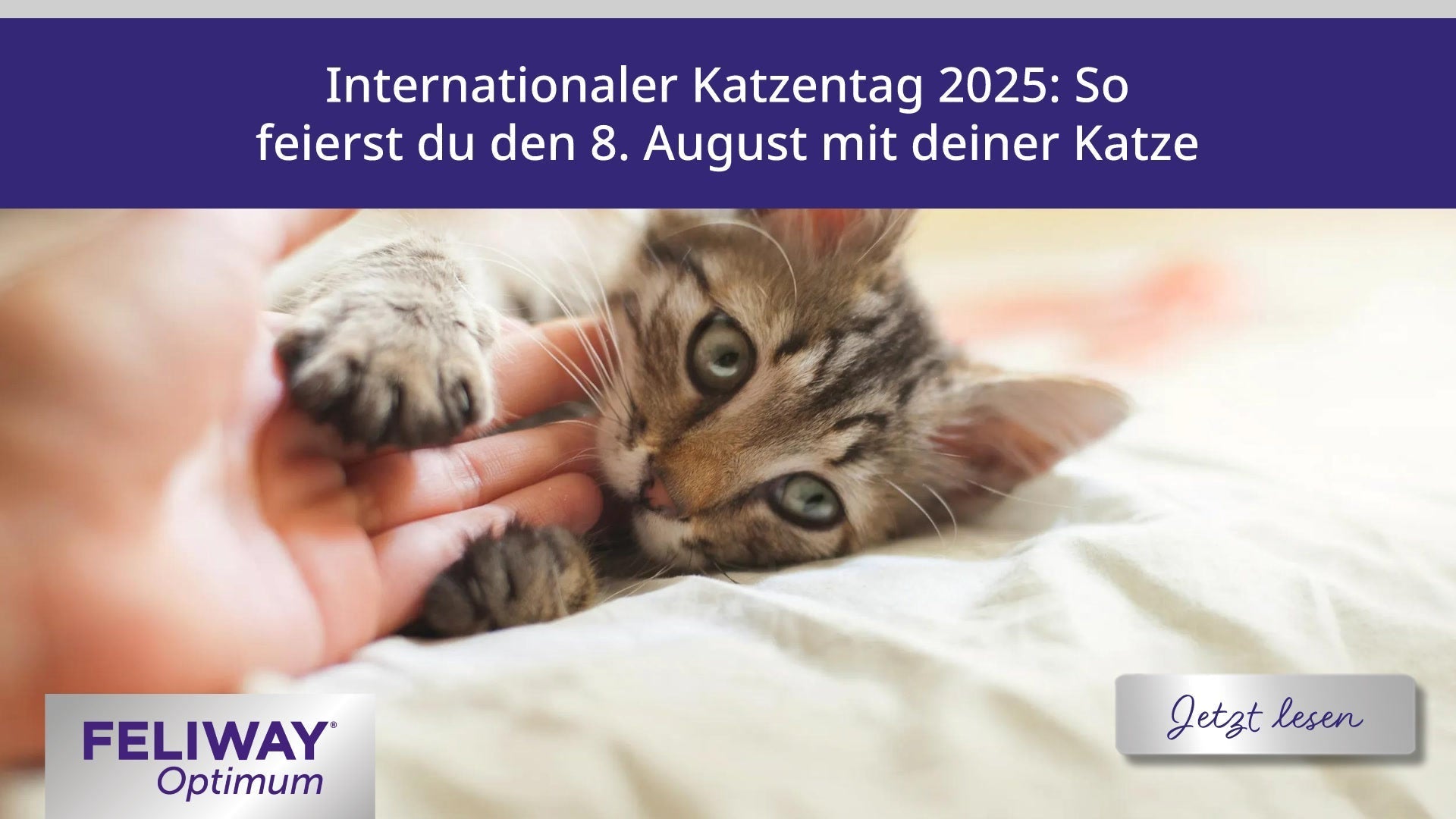 Internationaler Katzentag 2025: So feierst du den 8. August mit deiner Katze