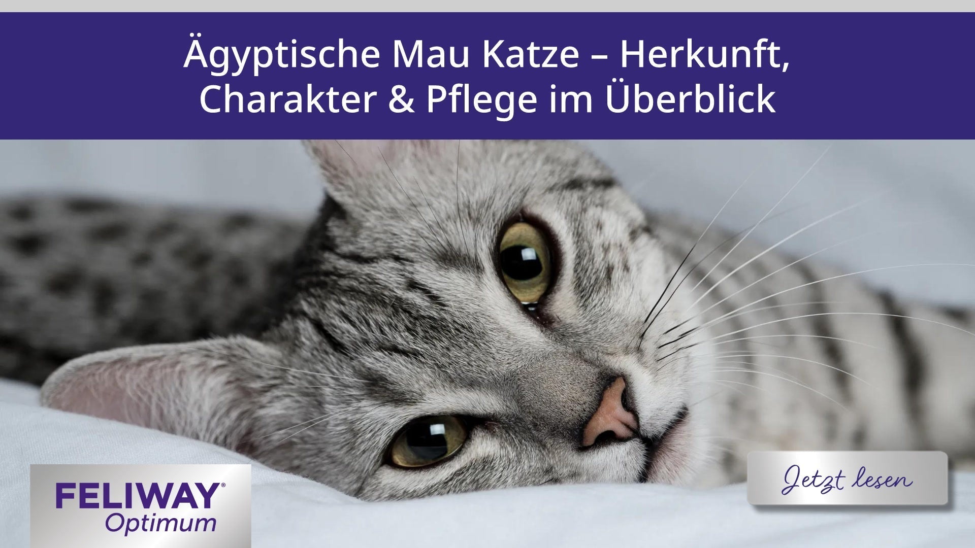 Ägyptische Mau Katze – Herkunft, Charakter und Pflege im Überblick