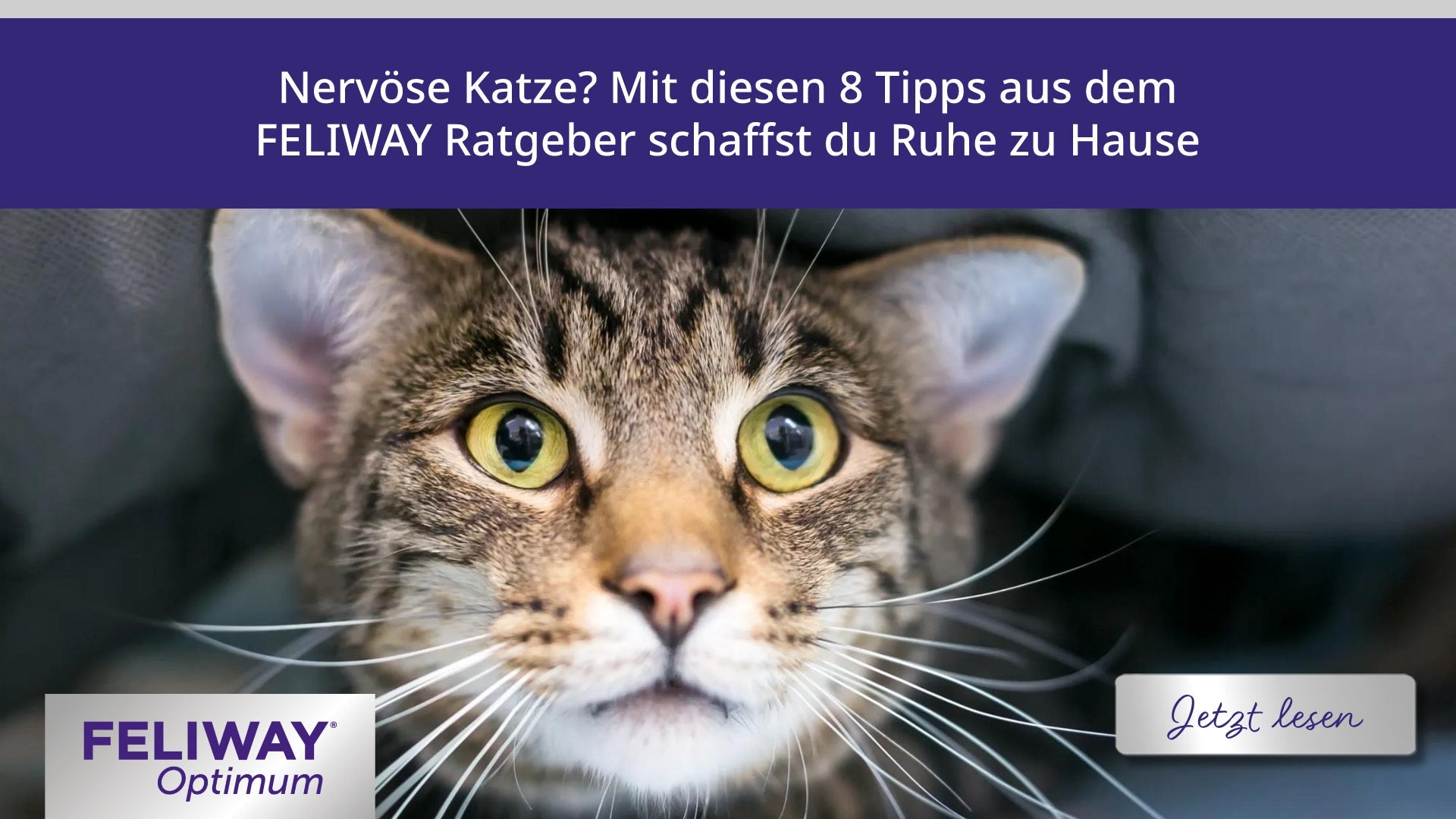 Nervöse Katze? Mit diesen 8 Tipps aus dem FELIWAY Ratgeber schaffst du Ruhe zu Hause
