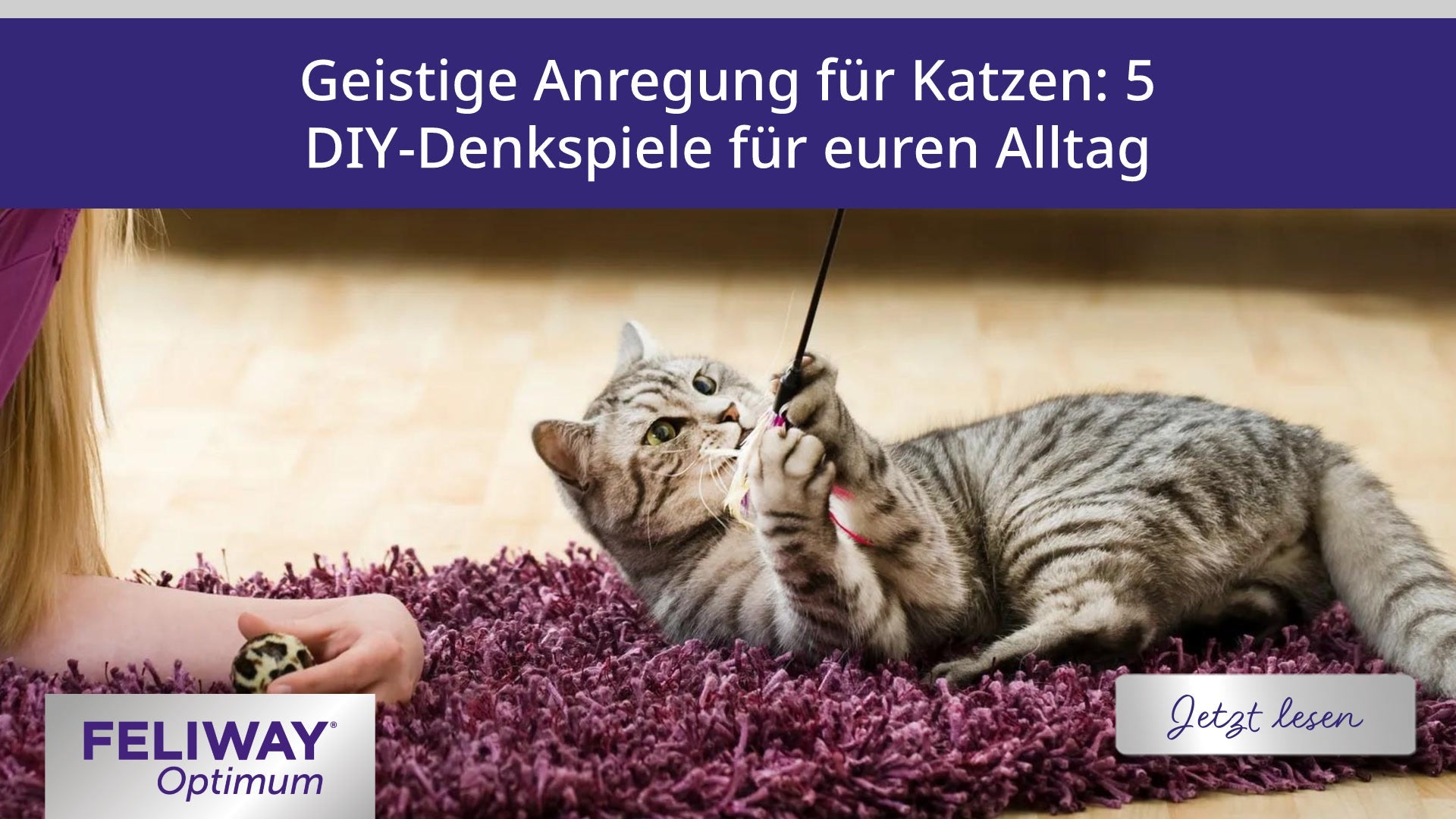 Geistige Anregung für Katzen: 5 DIY-Denkspiele für euren Alltag