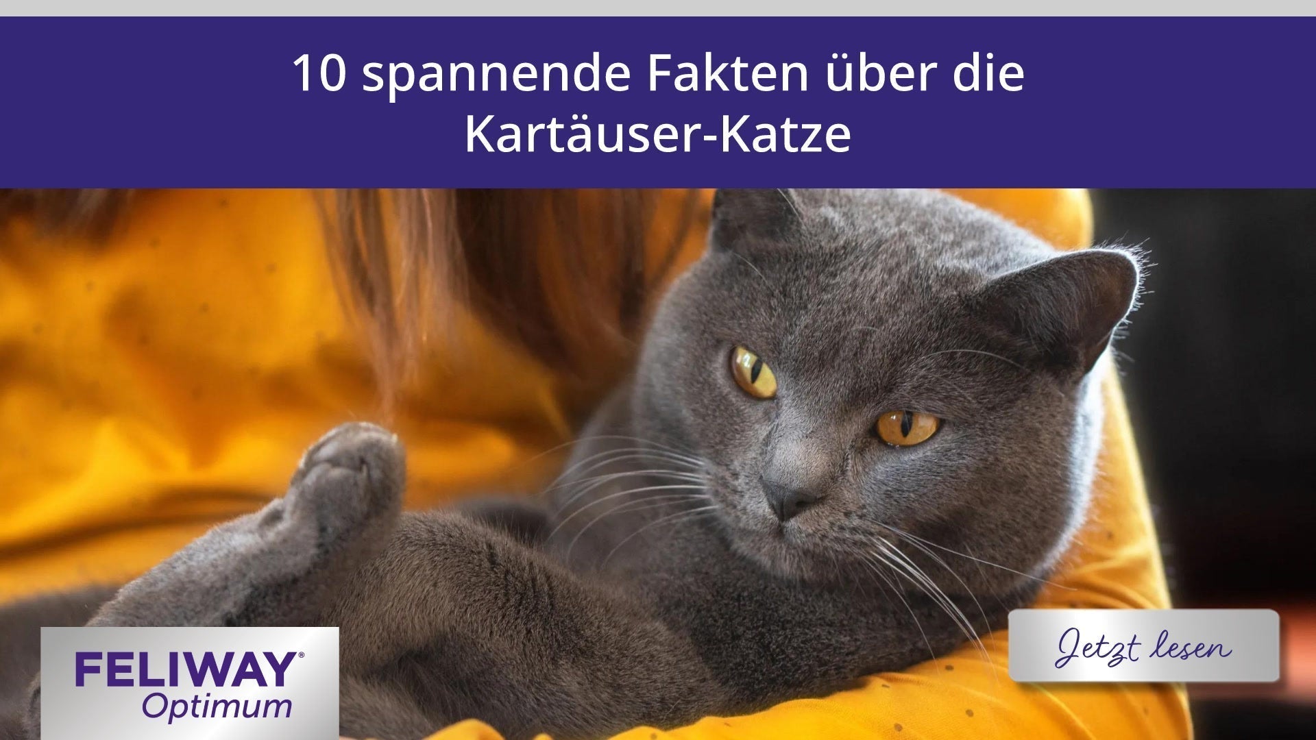 10 spannende Fakten über die Kartäuser Katze