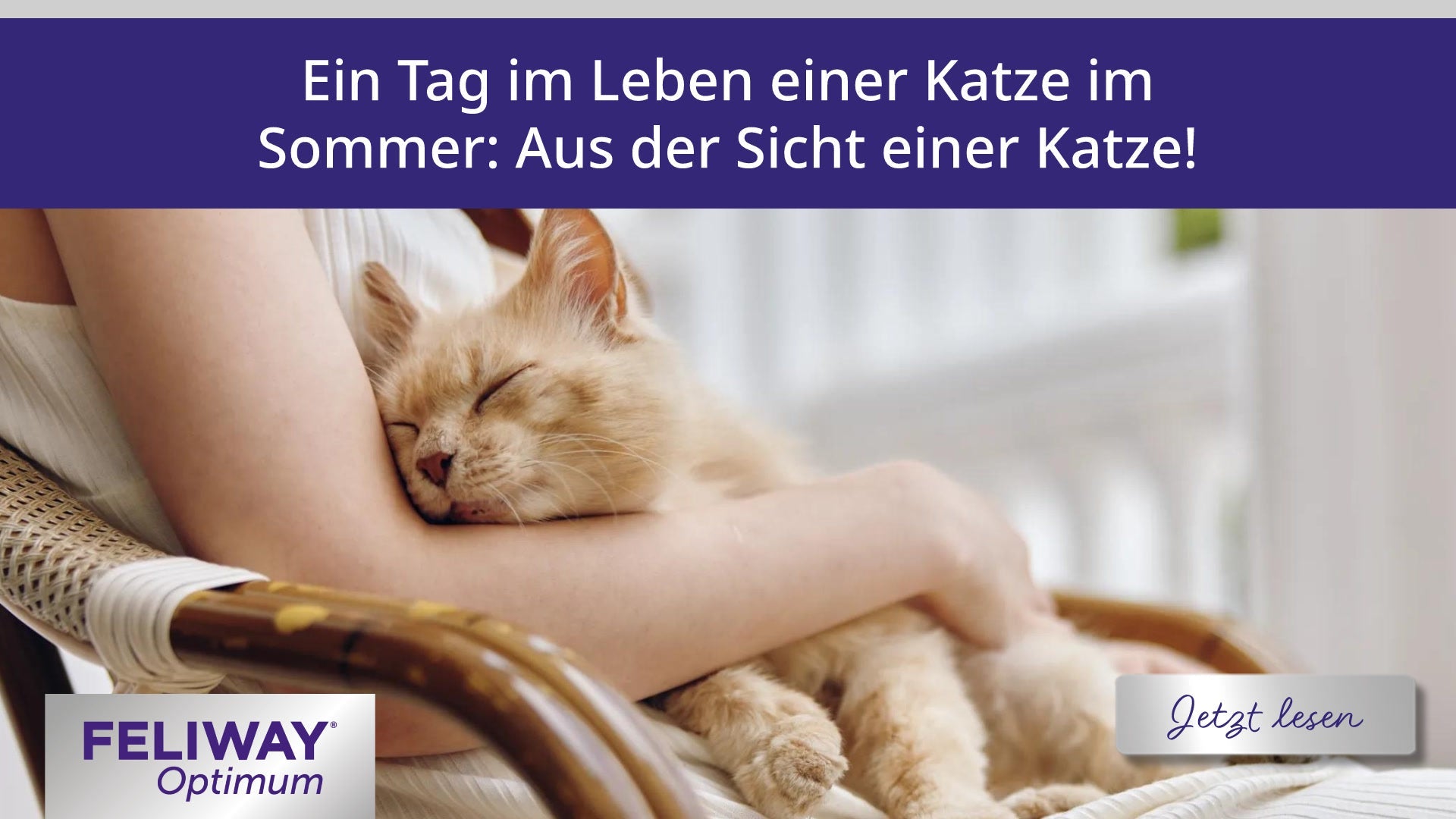 Ein Tag im Leben einer Katze im Sommer: Aus der Sicht einer Katze!