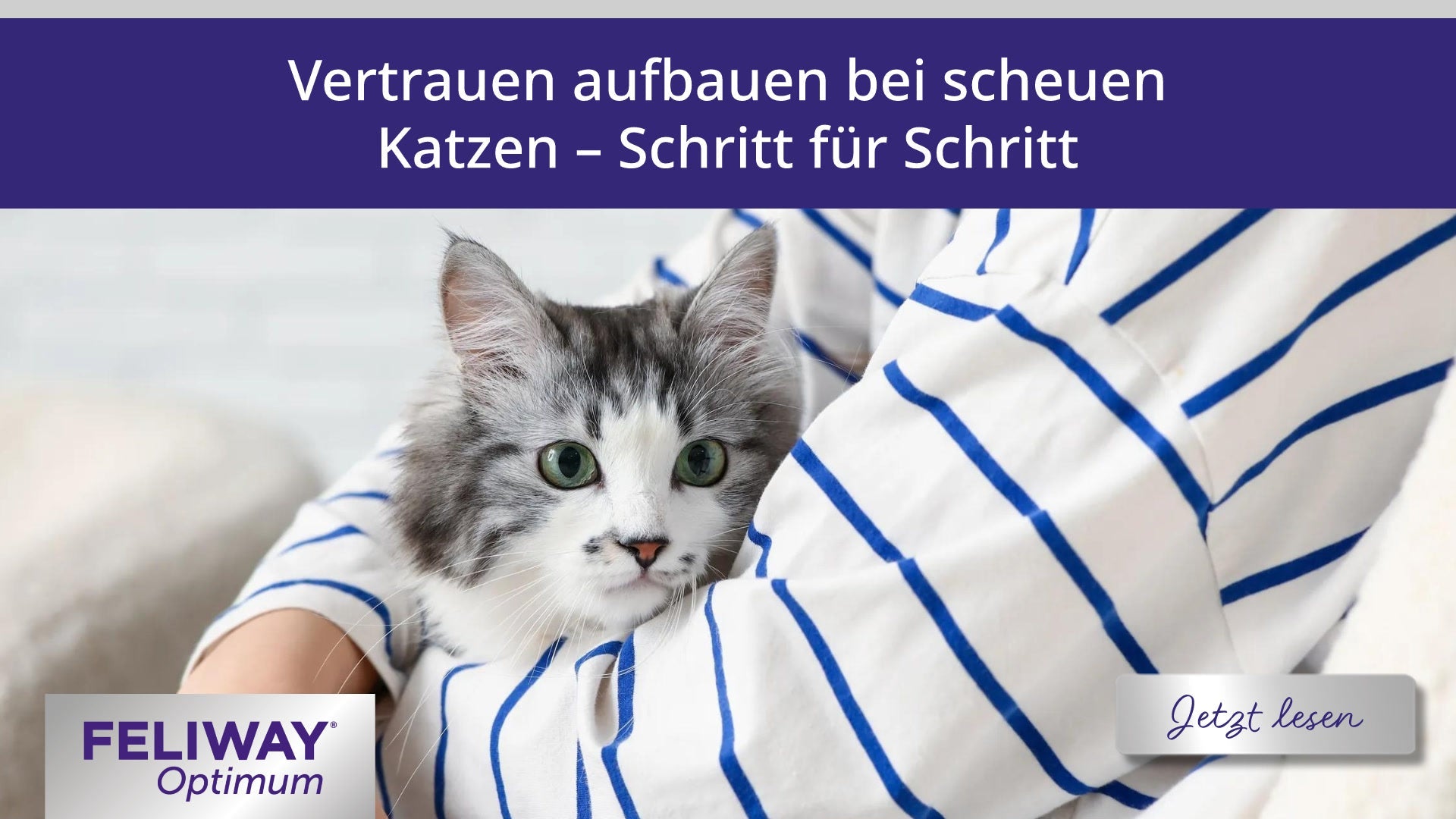 Vertrauen aufbauen bei scheuen Katzen – Schritt für Schritt