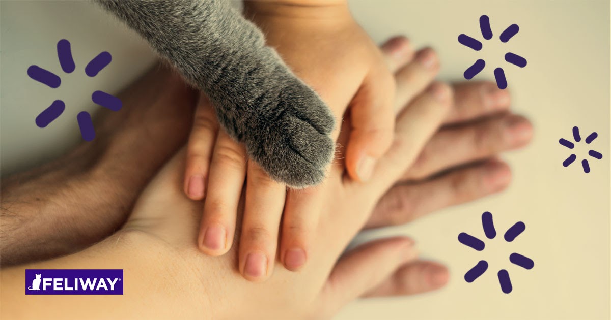 Deine Katze: dein bester Verbündeter während der Quarantäne