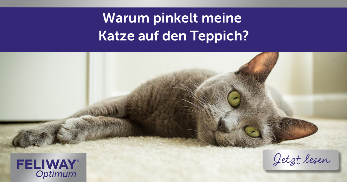 Warum pinkelt meine Katze auf den Teppich?