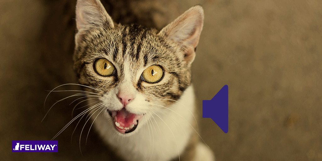 Wir müssen reden - Was es bedeutet, wenn deine Katze ständig miaut