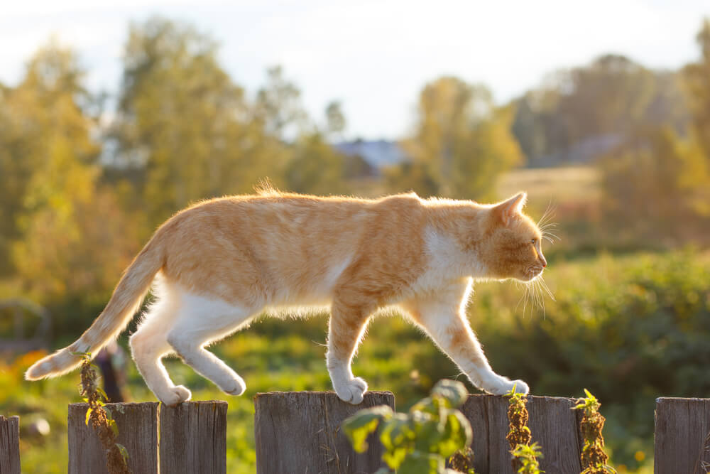 Hilfe, es gibt Streit mit der Nachbarskatze!
