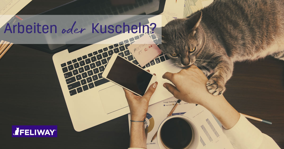Homeoffice mit Katze: wie bleibt man produktiv?