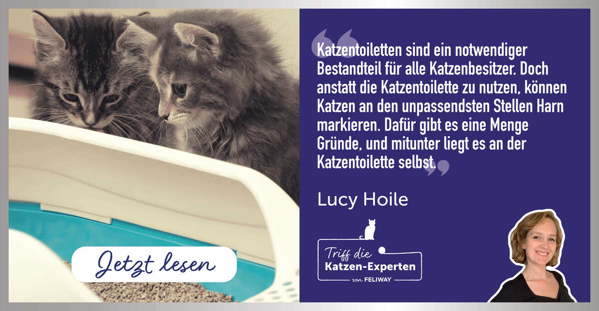 Katzenklo für 2 Katzen– 8 Tipps von der Expertin Lucy Hoile