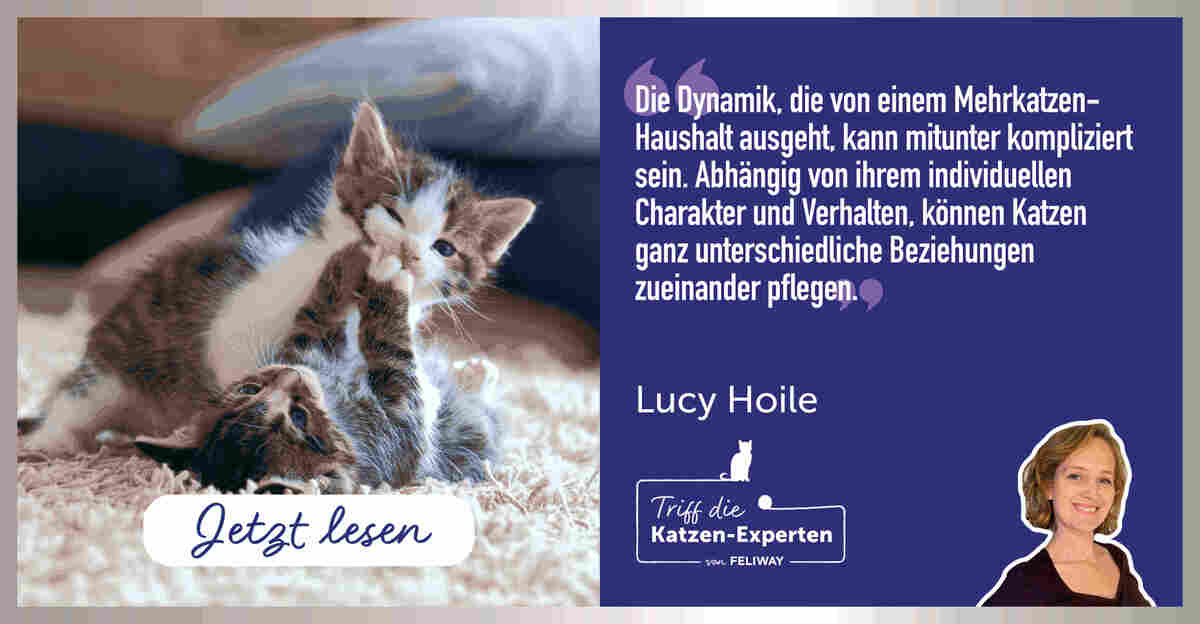 Katzen füttern im Mehrkatzenhaushalt | Tipps von Expertin Lucy Hoile