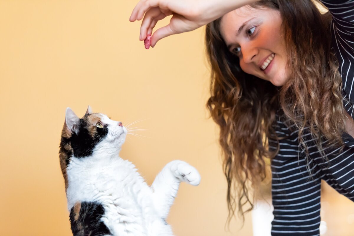 Clickertraining - Katzen trainieren mit Click