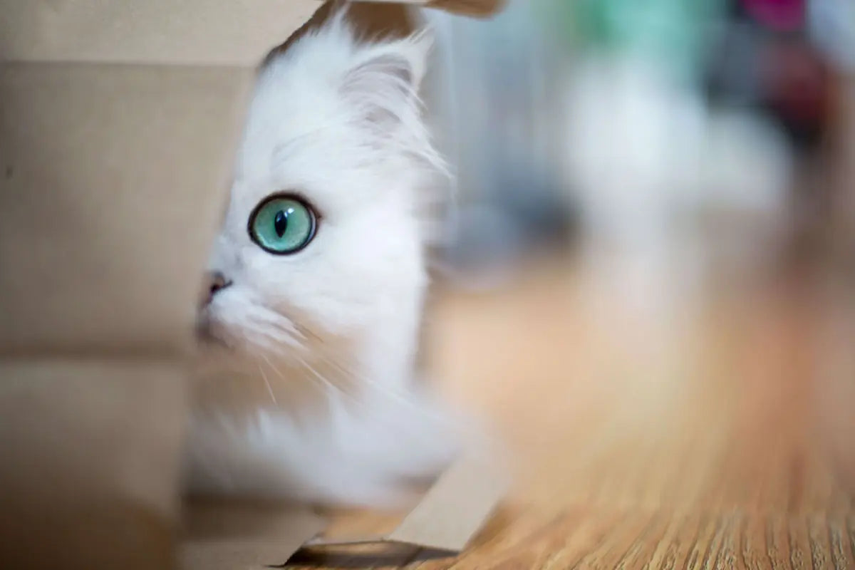 Katze eingewöhnen | 4 Tipps, wie sich deine Katze bei dir wohlfühlt