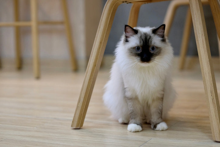 Rasse-Porträt: Ragdoll - anhänglicher Schmuser mit ausgeglichenem Gemüt