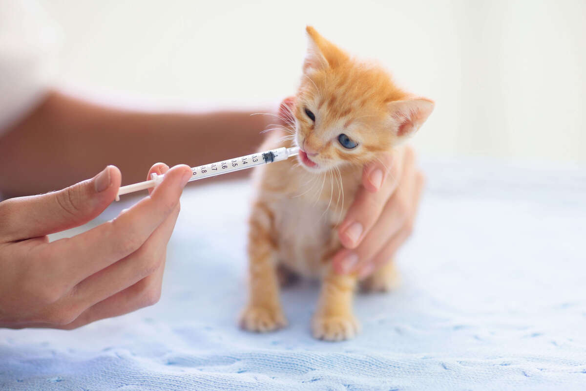Kitten impfen - Ja oder Nein?