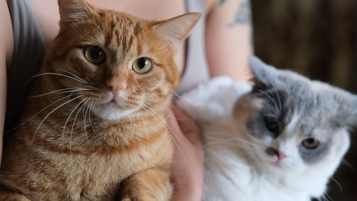 Wie glücklich sind deine Katzen? Mach den Test