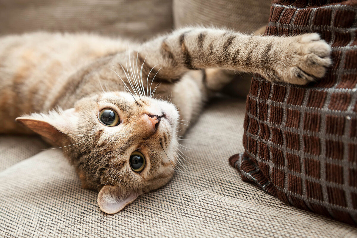 Anti Kratz Spray für Katzen - So rettest du deine Möbel!