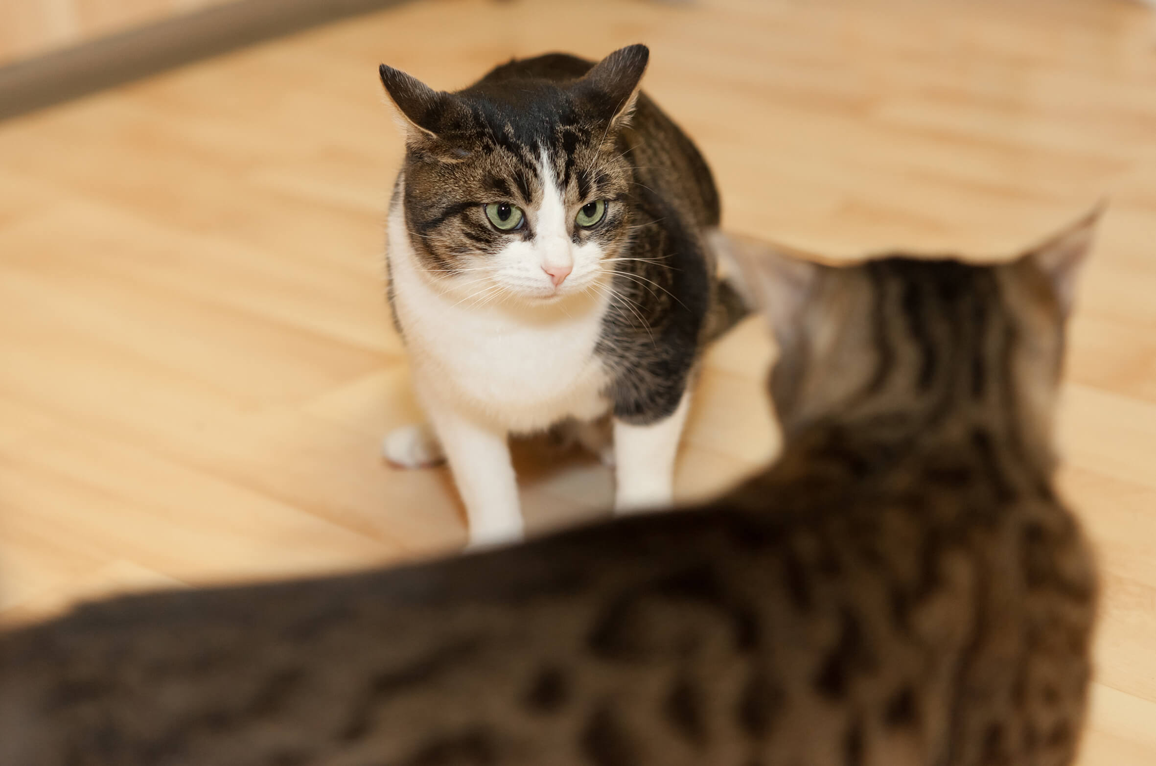 Revierkämpfe unter Katzen stoppen - 6 Tipps