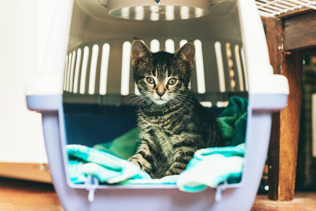 Urlaub mit Katze: Die besten Reisetipps