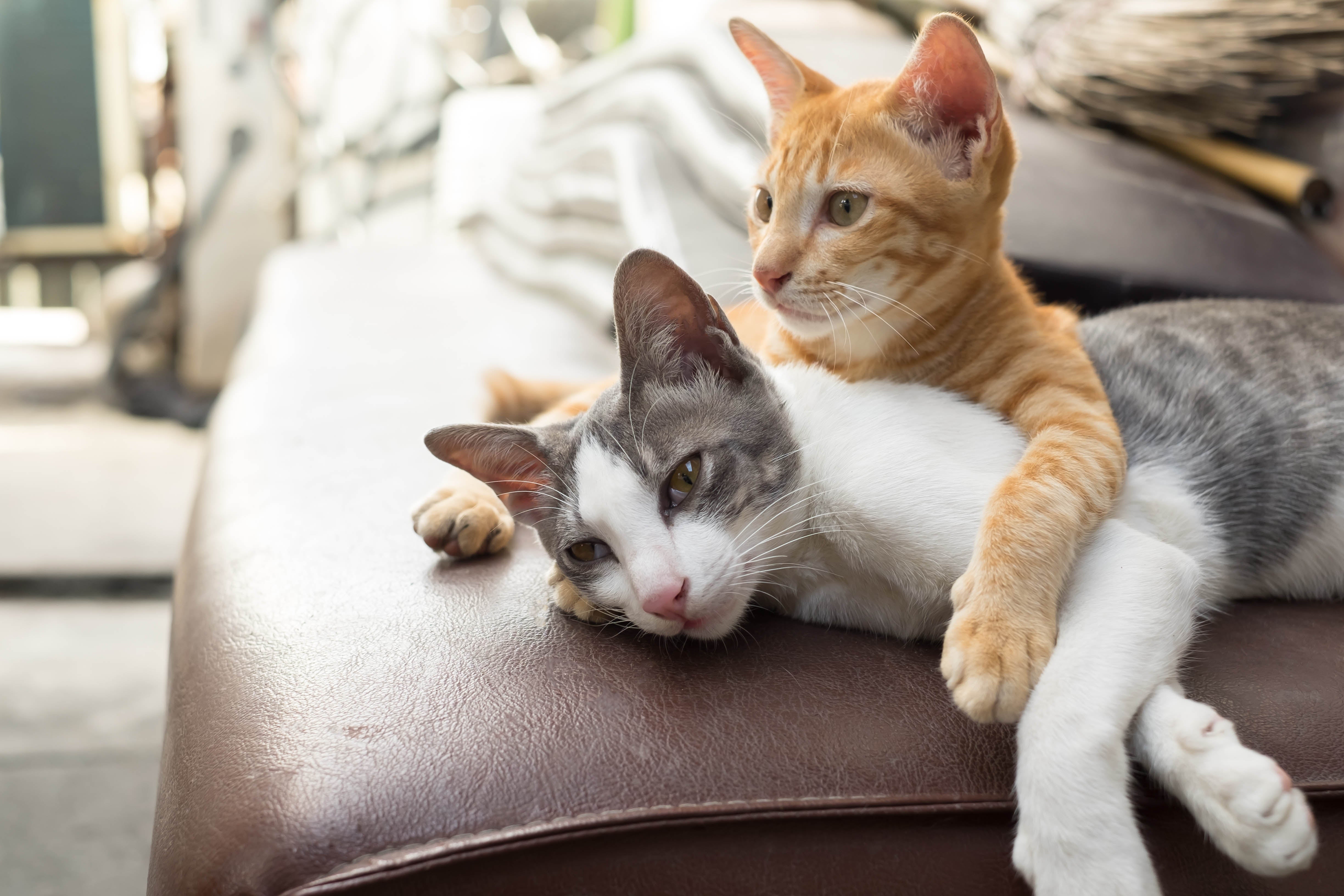 FELIWAY Classic oder FELIWAY Friends im Mehrkatzenhaushalt?