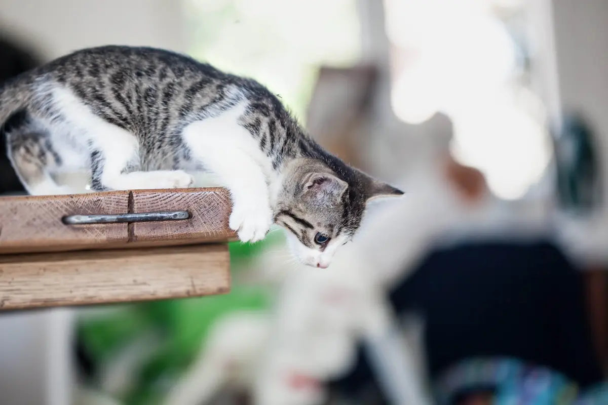 Katzen richtig erziehen - wie unterbinde ich unerwünschtes Verhalten?