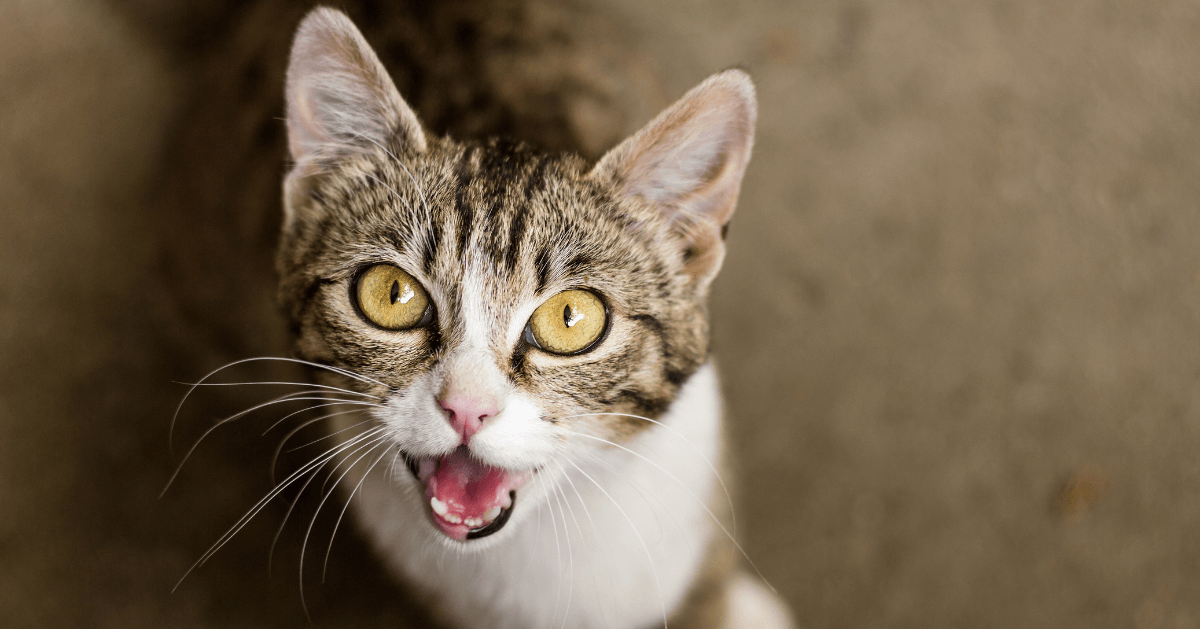 Deine Katze miaut viel? Das möchte sie dir sagen!